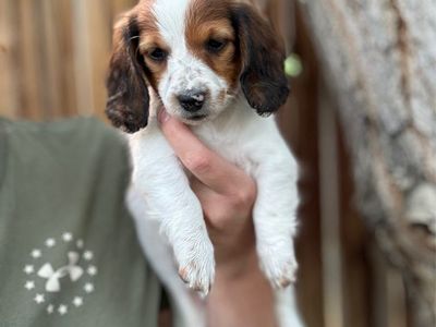 Miniature dachshund puppies