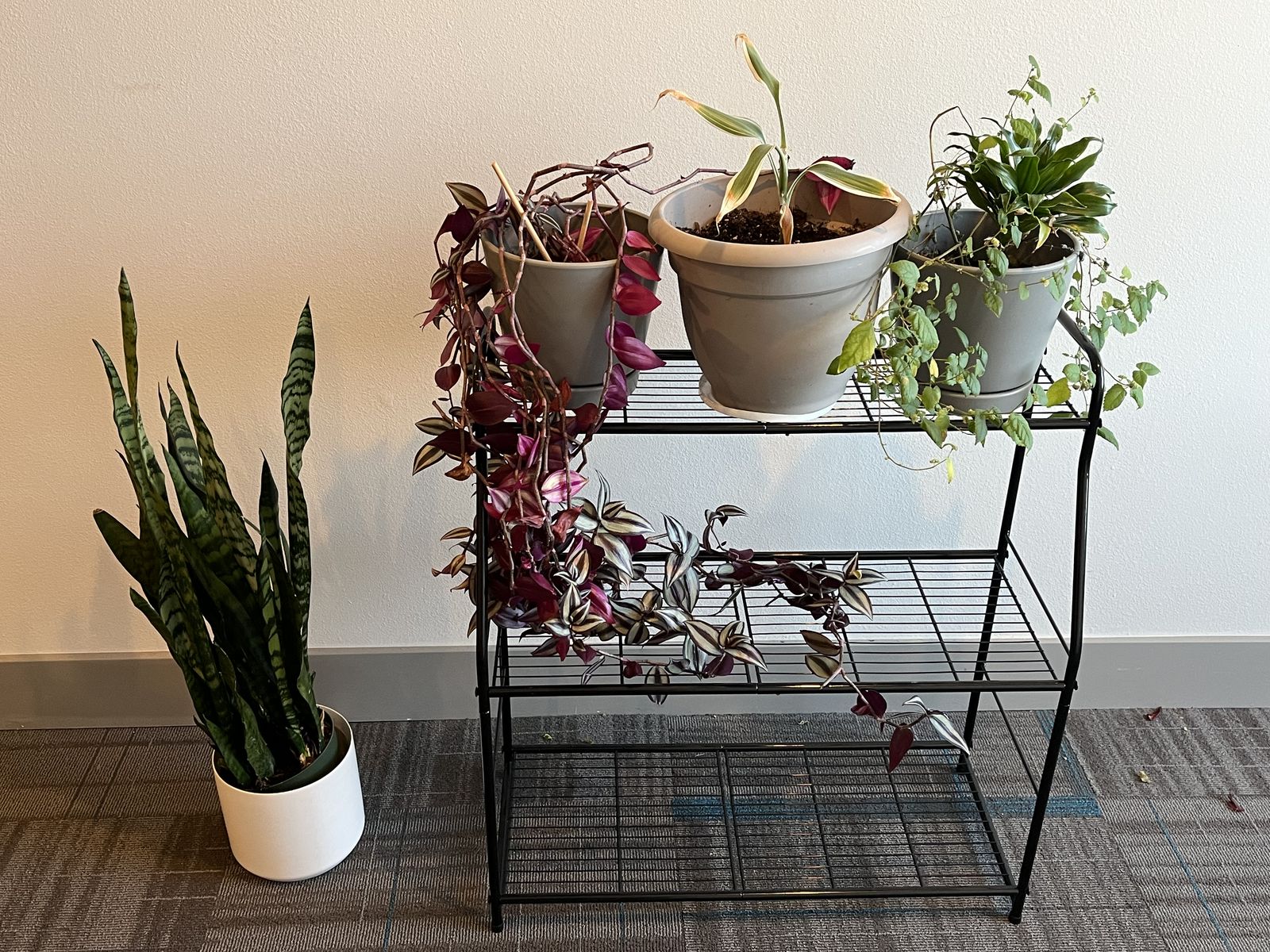 Living plants and plant stand for sale