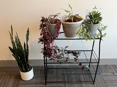 Living plants and plant stand for sale