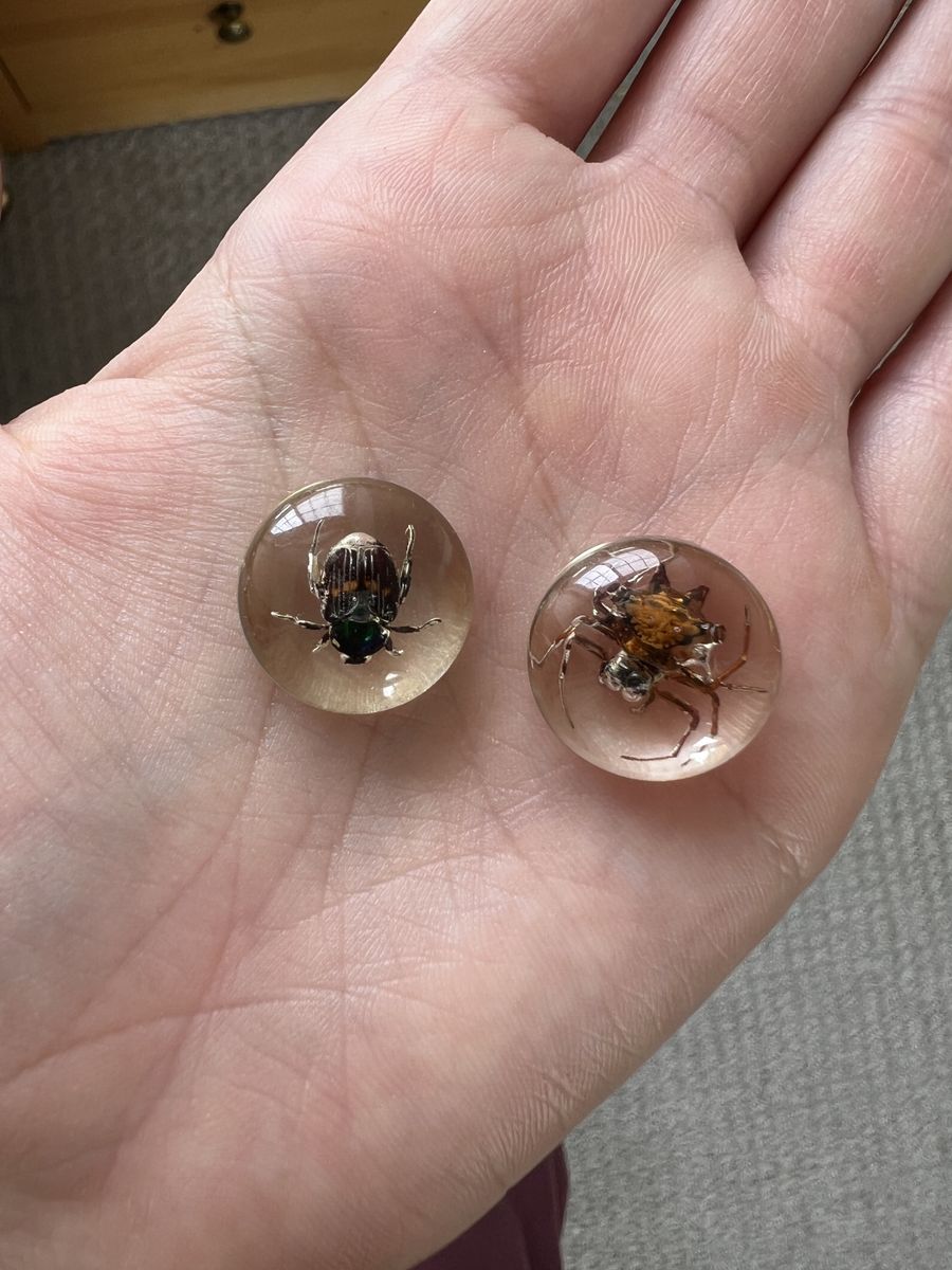 Preserved Insects