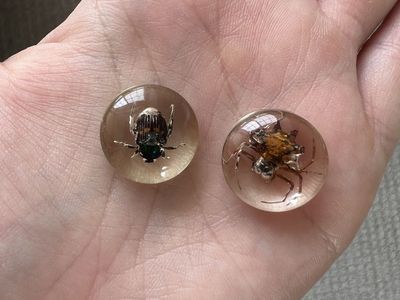 Preserved Insects