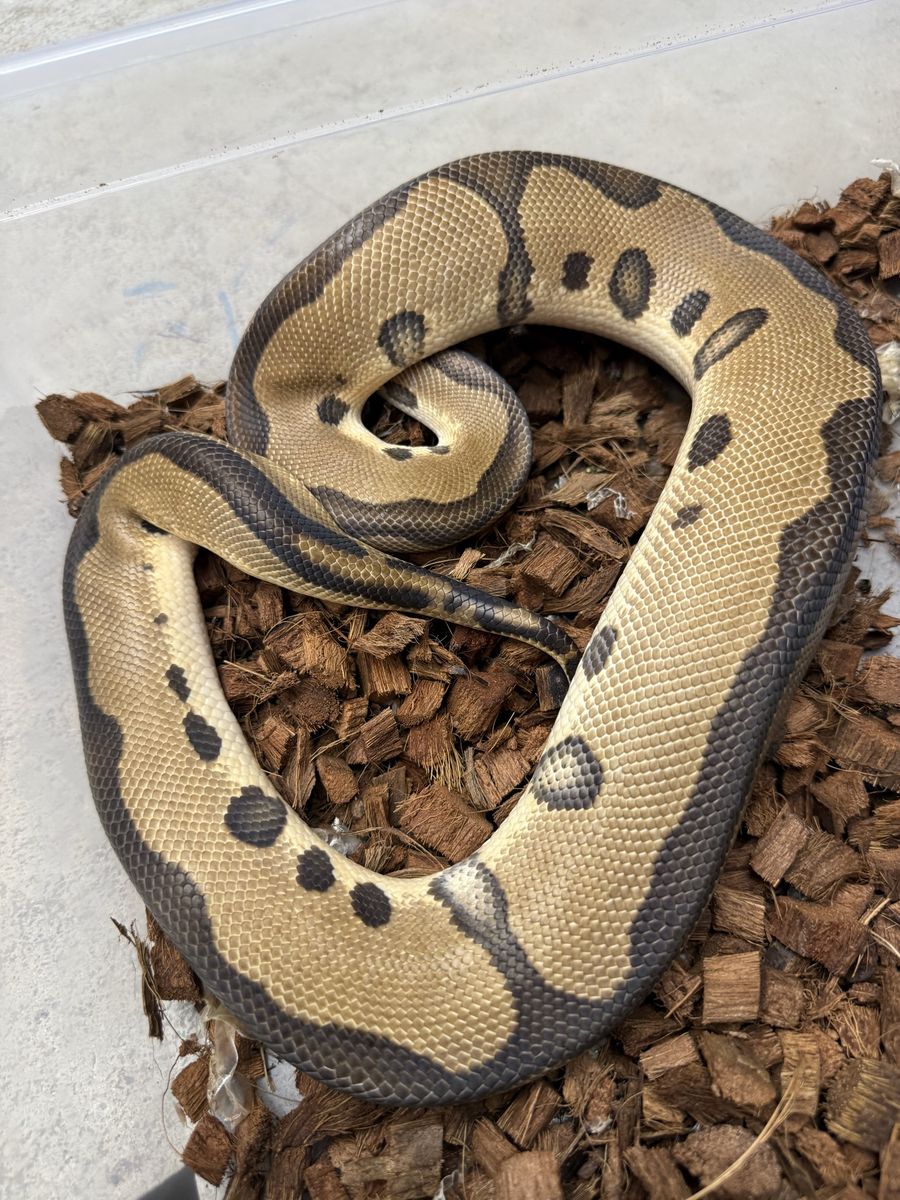Male: RTB Leopard Clown Het DG