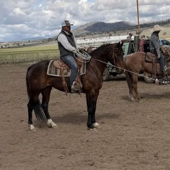 8yr old AQHA Bay Gelding