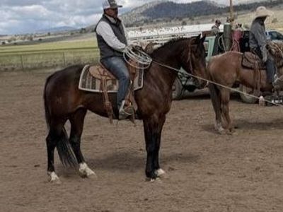 8yr old AQHA Bay Gelding