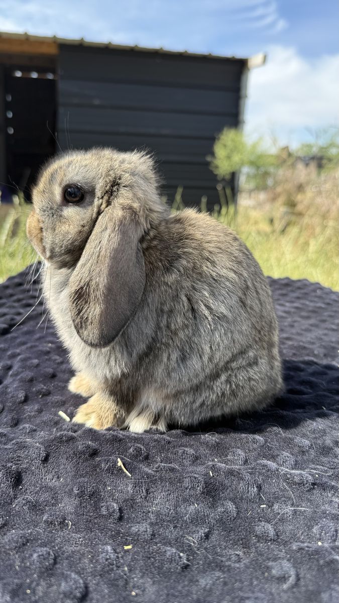 Holland lop