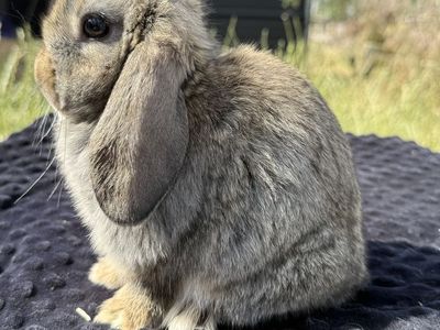 Holland lop