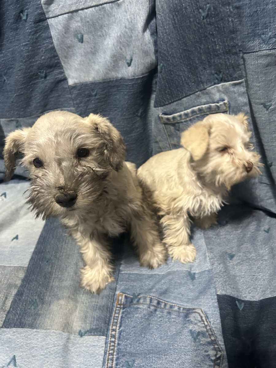 Pure Bree Mini Schnauzer Puppies