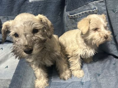 Pure Bree Mini Schnauzer Puppies