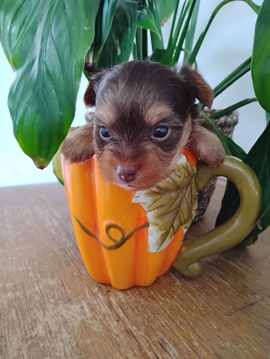 Teacup chocolate parti Yorkie puppies!