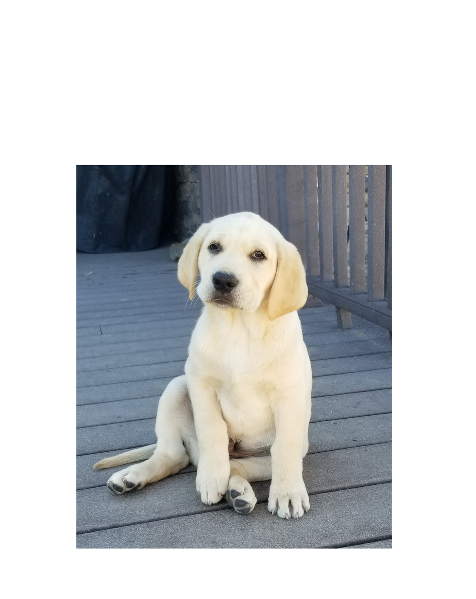 Yellow Lab Male Puppy