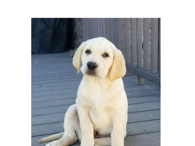 Yellow Lab Male Puppy