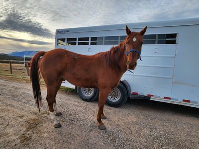 Quarter Horse for Sale - Experienced Trail Horse, Cattle Work, All-Around Performer