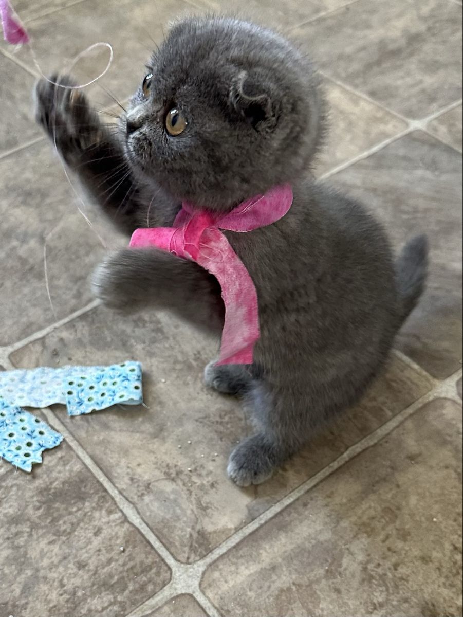 Registered Scottish Folds TICA