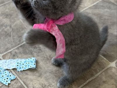 Registered Scottish Folds TICA