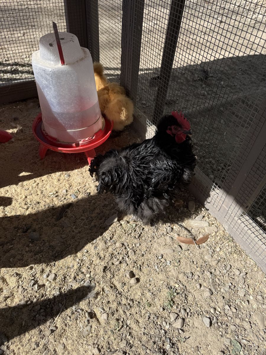 Free silkie rooster
