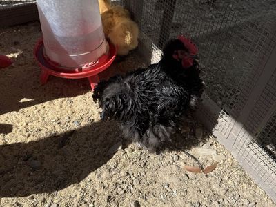 Free silkie rooster