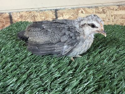 Silver Duckwing OEGB