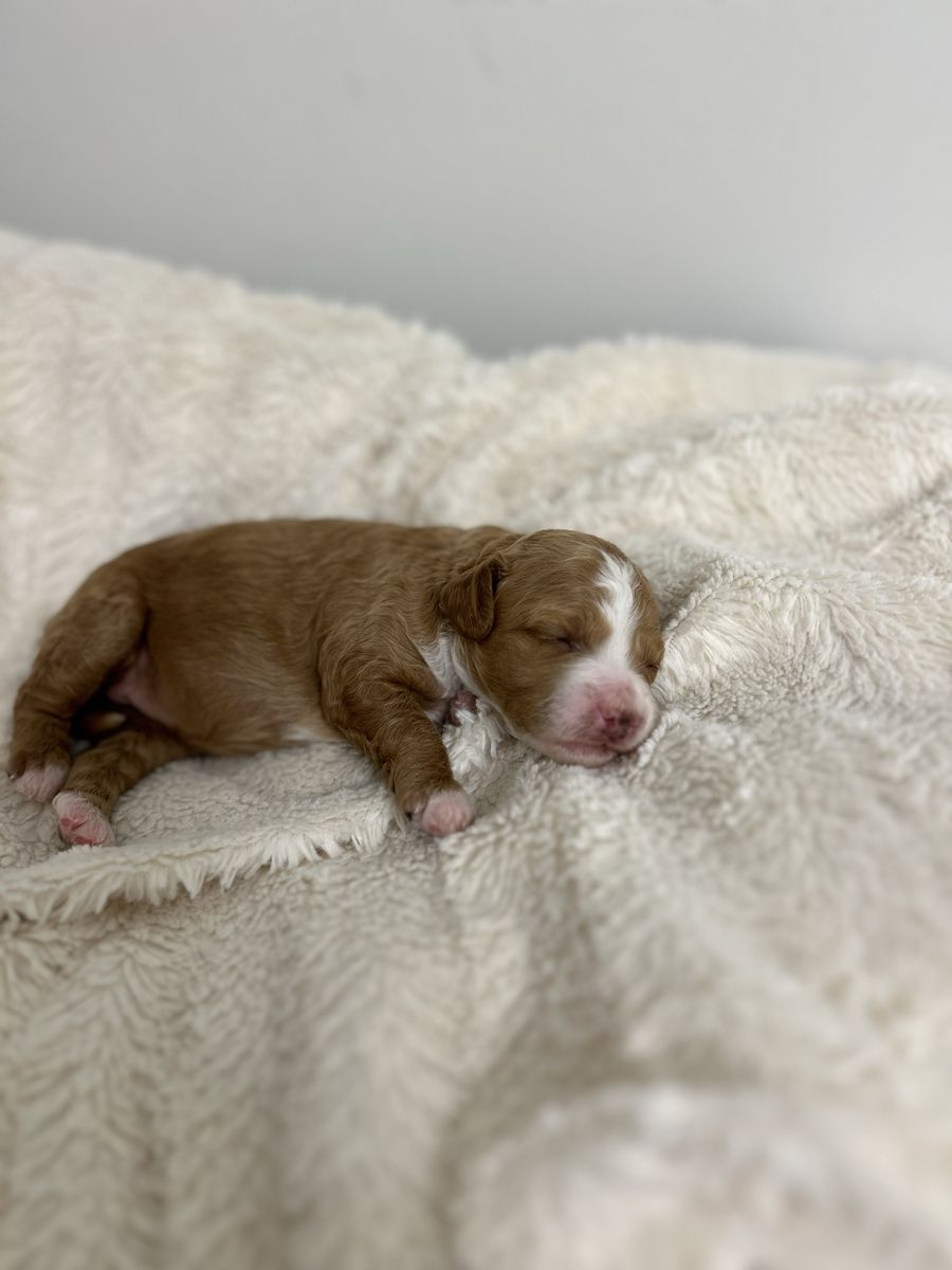 Mini Goldendoodle Puppies COMING SOON!