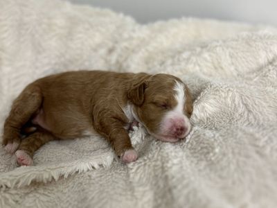 Mini Goldendoodle Puppies COMING SOON!