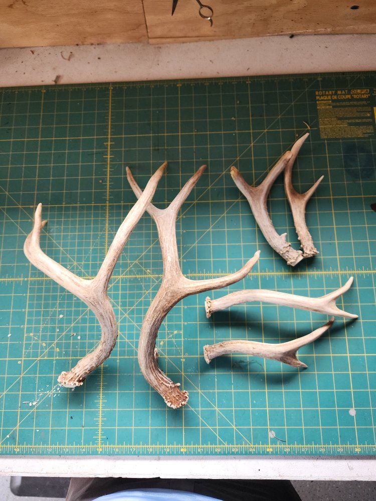deer antlers