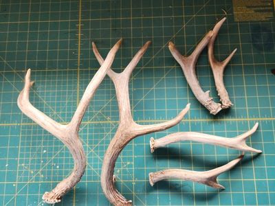 deer antlers