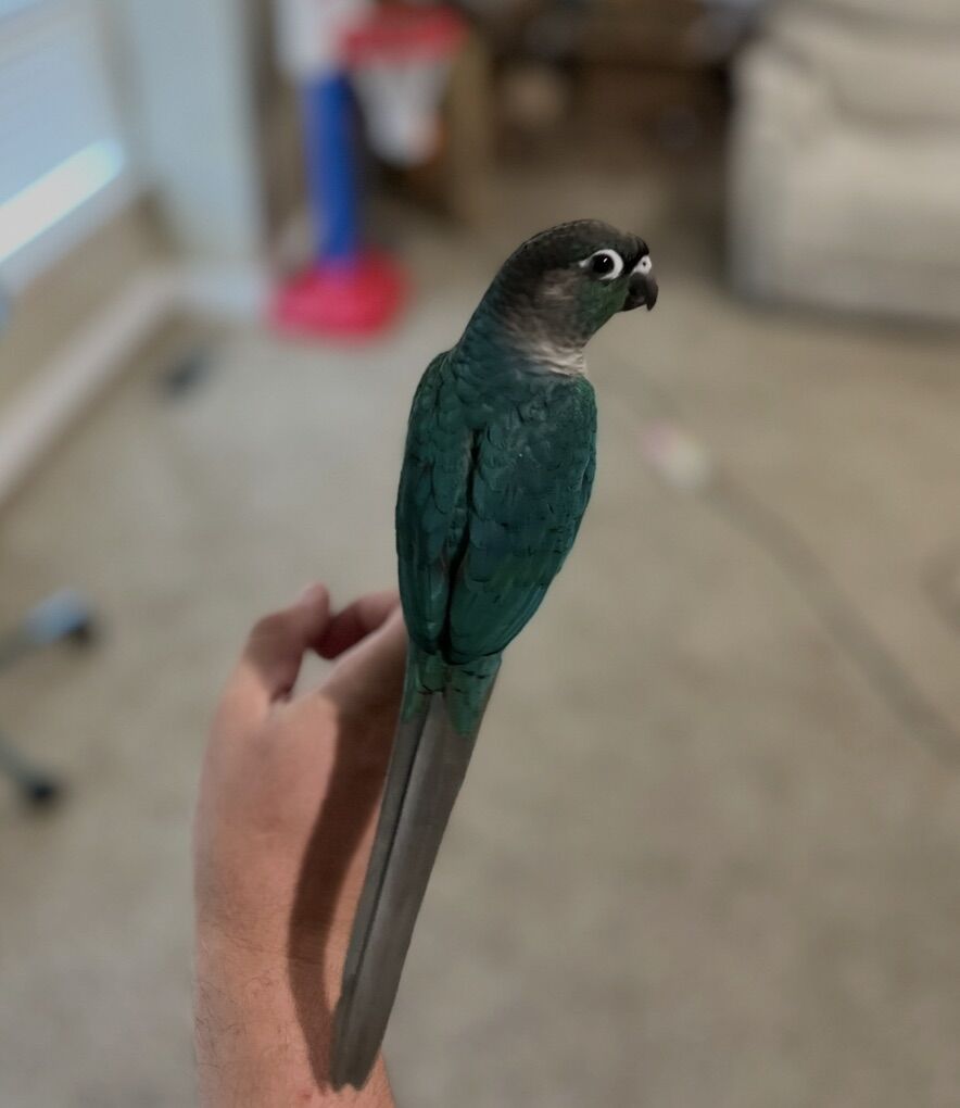 Turquoise Conure