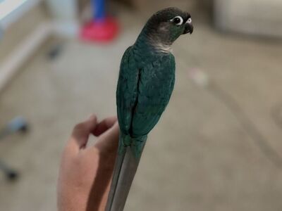 Turquoise Conure