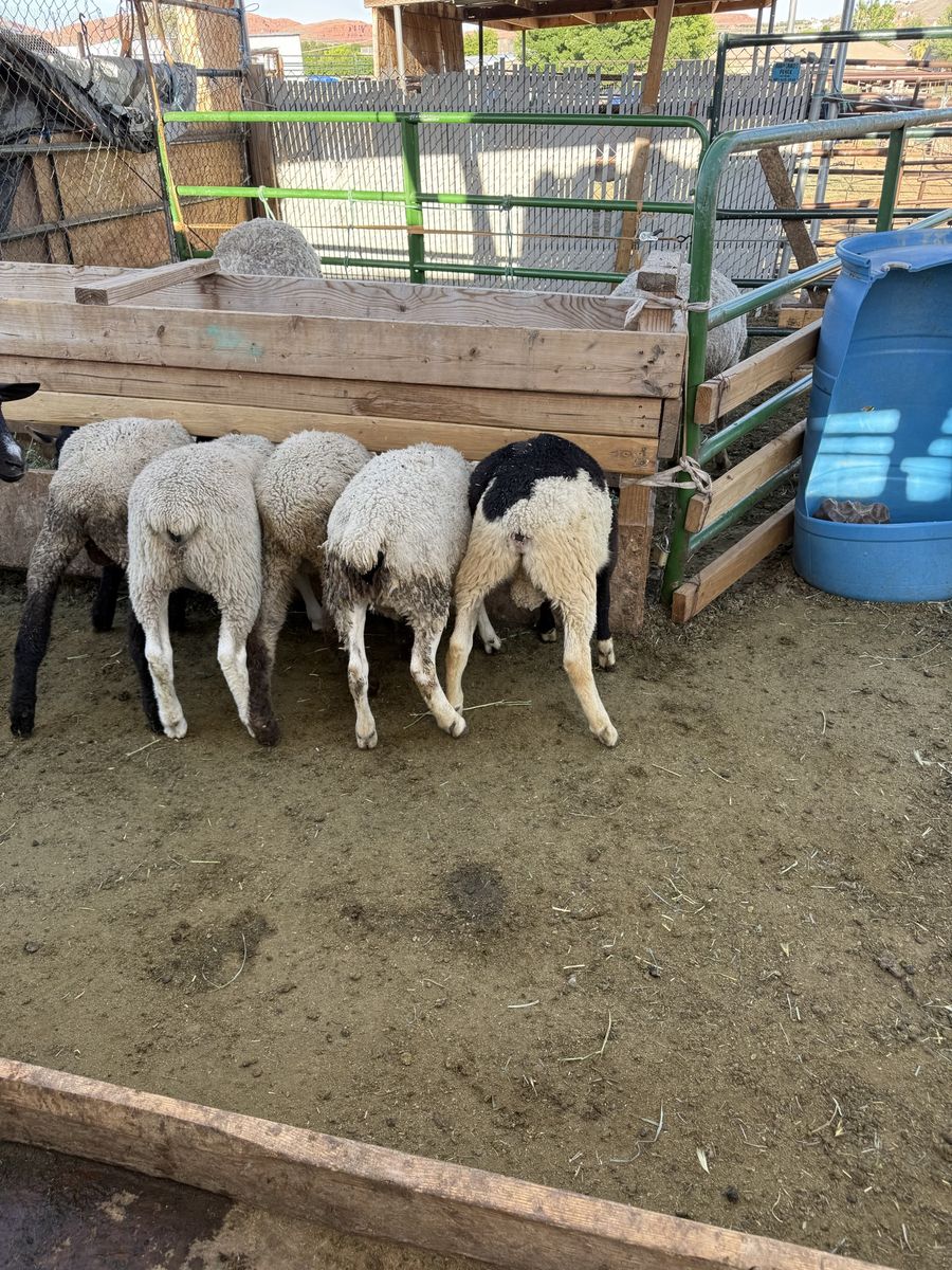 Sheep for sale