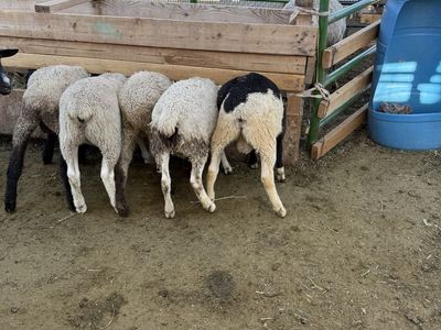 Sheep for sale