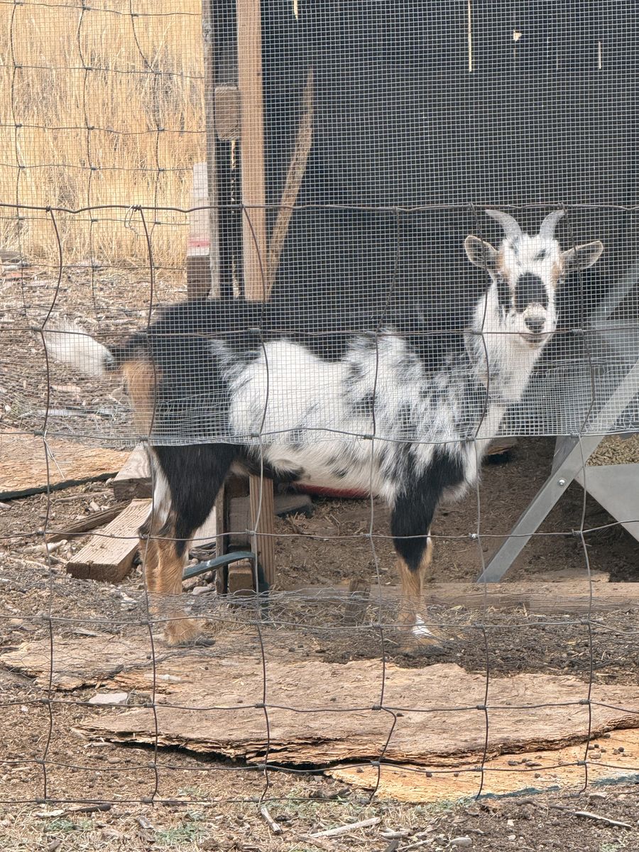 2 female goats for sale 