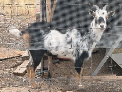 2 female goats for sale