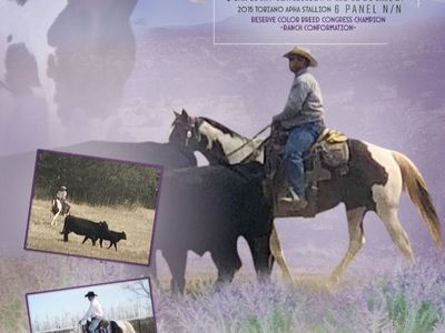 APHA BREEDING FEE ONLY, LIVE COVER ONLY