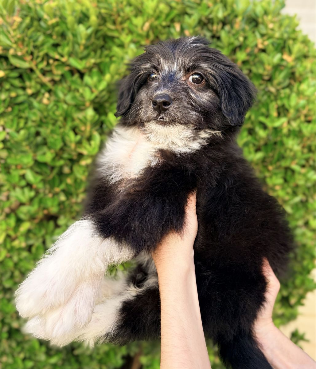 Mini Aussiedoodle pup- last puppy!