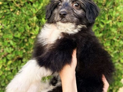 Mini Aussiedoodle pup- last puppy!