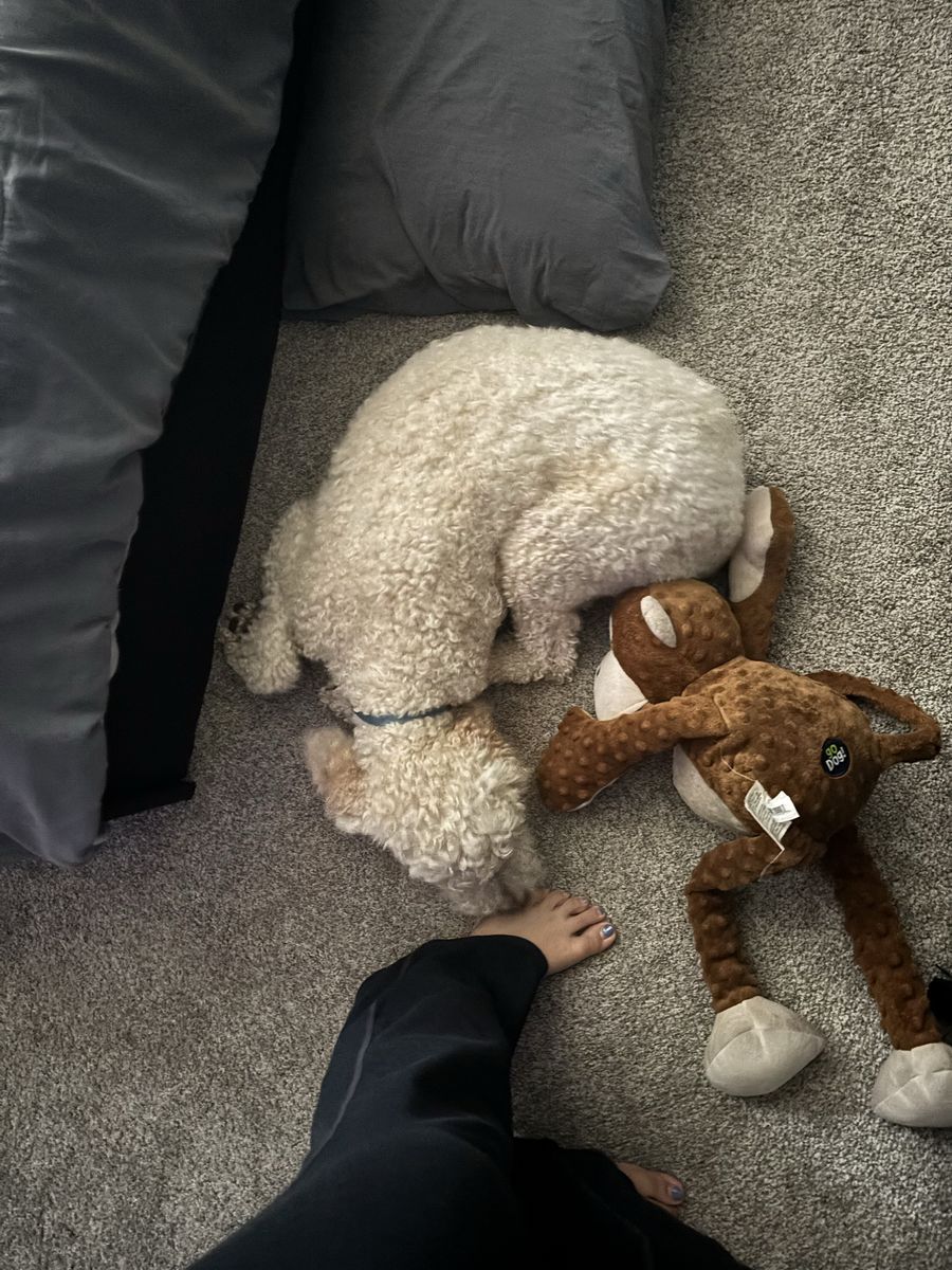 Golden Doodle for sale