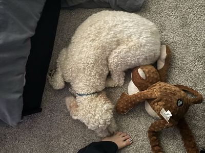 Golden Doodle for sale