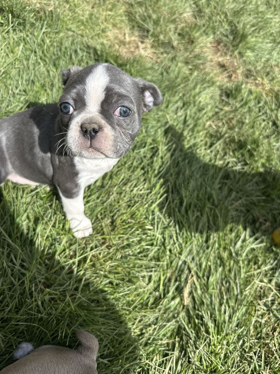 1 FEMALE AKC BOSTON TERRIER PUPPY