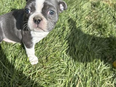 1 FEMALE AKC BOSTON TERRIER PUPPY