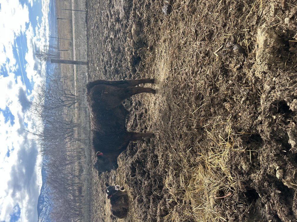 steer and bull for sale