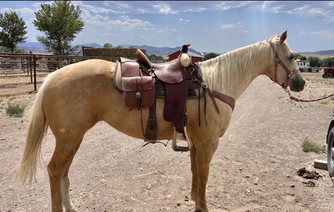 4-Year-Old AQHA Palomino Filly - Started with 100+ Days Riding, Great Papers