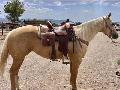 4-Year-Old AQHA Palomino Filly - Started with 100+ Days Riding, Great Papers