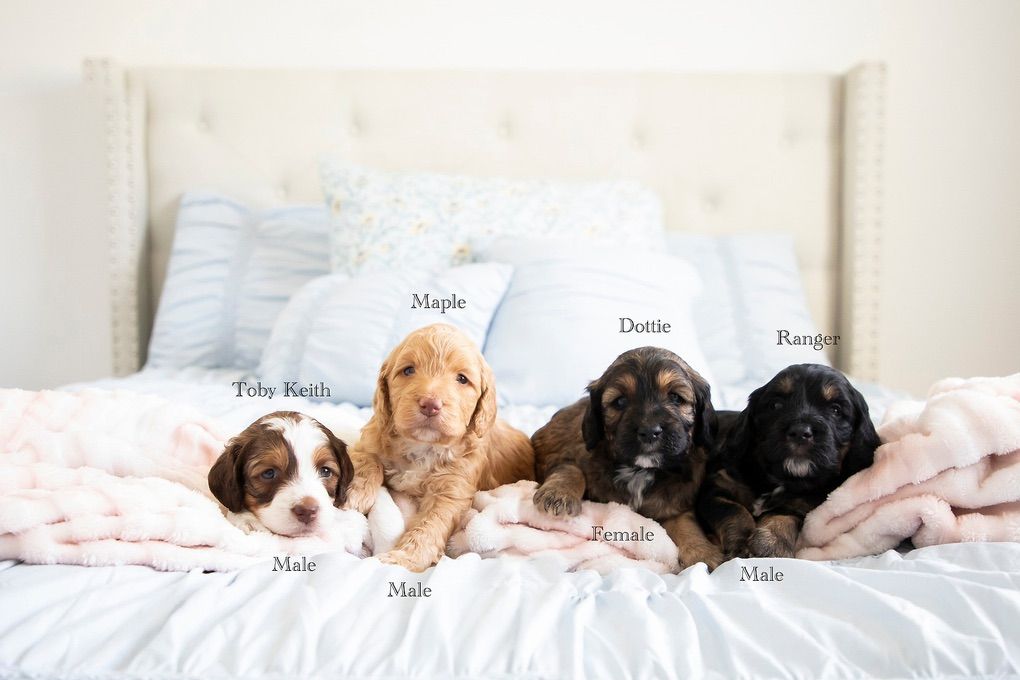 puppy Brittanypoos