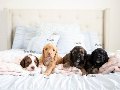 puppy Brittanypoos