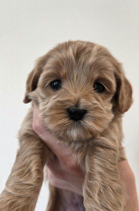 Cavapoo Puppies (Cavalier King Charles Spaniel & Poodle)