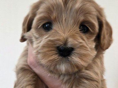 Cavapoo Puppies (Cavalier King Charles Spaniel & Poodle)