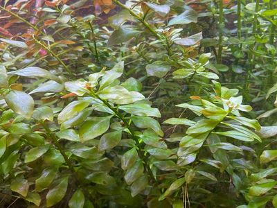 Easy 20 gallon tank plant bundle - $30