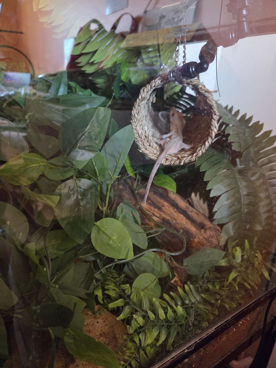 Crested Gecko and Tank