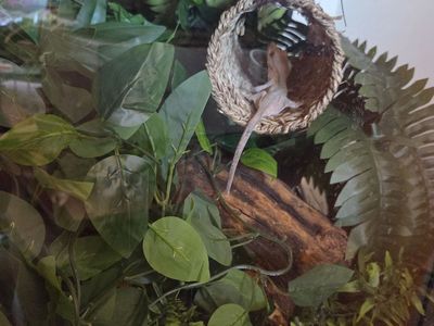 Crested Gecko and Tank