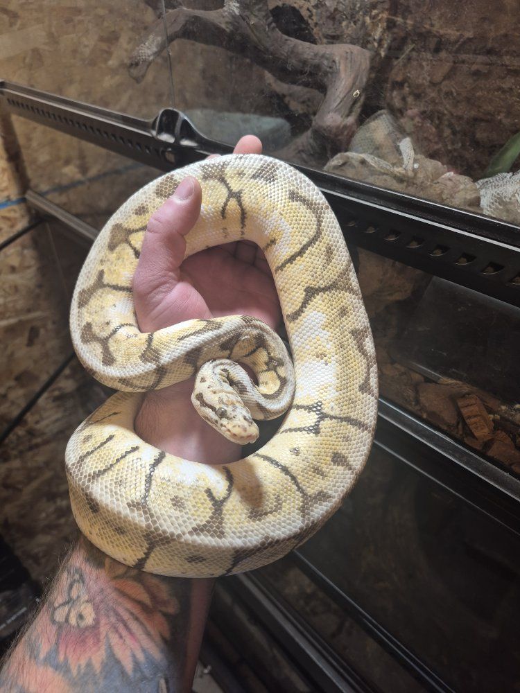 Killer Bee Ball Python