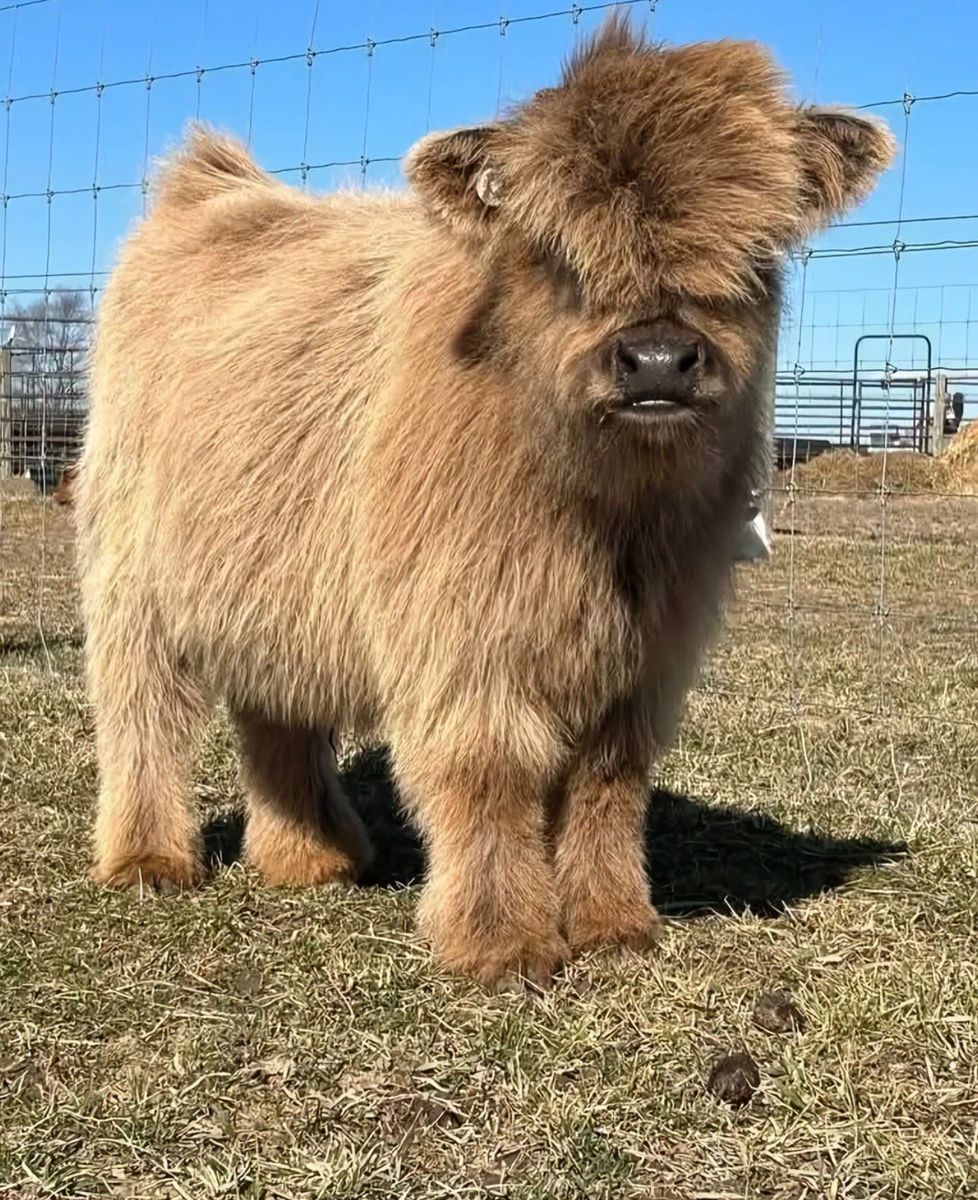 Miniature Scottish Highland